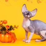Элитные котята сфинкс.