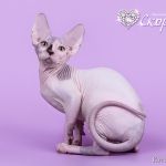 Сфинксы - магические кошки.
